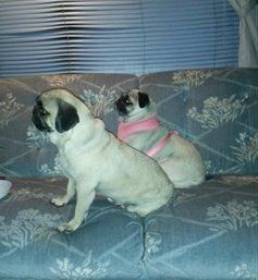 Pugs on couch